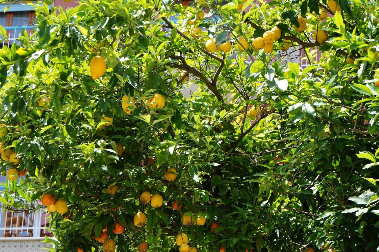 Villa Susy Relais Sant'Agnello Dış mekan fotoğraf